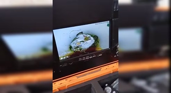 Gata é resgatada após passar mais de 40 horas presa em encanamento em Campo Limpo Paulista.