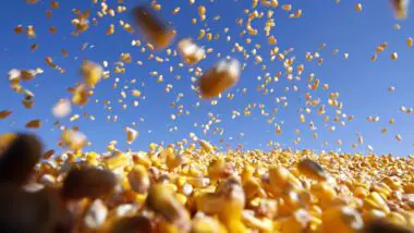 Grãos de milho caindo como flocos sobre carroceria de caminhão, na colheita