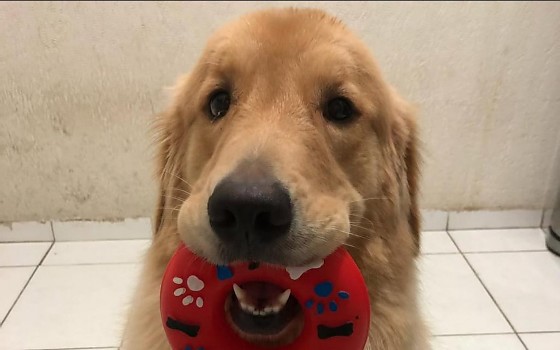 Cadela Maya, de 6 anos, era amada por sua família.