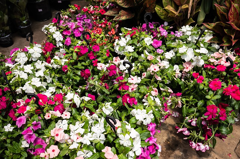 23º Festival de Orquídeas em Cuiabá