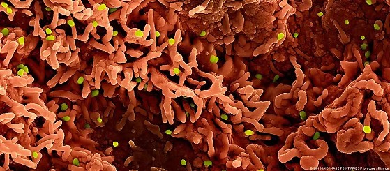 Em um artigo publicado na revista The Conversation, Patrick Jackson, professor adjunto de Doenças Infecciosas da Universidade da Virgínia, nos Estados Unidos, identifica três vírus que merecem atenção especial neste ano