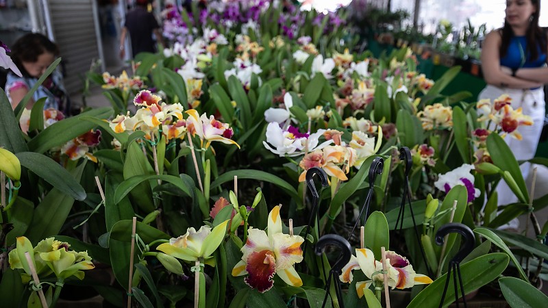 23º Festival de Orquídeas em Cuiabá