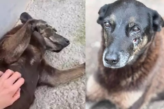 Cão Orelha, animal comunitário que foi vítima de agressão em Florianópolis e precisou passar por eutanásia.