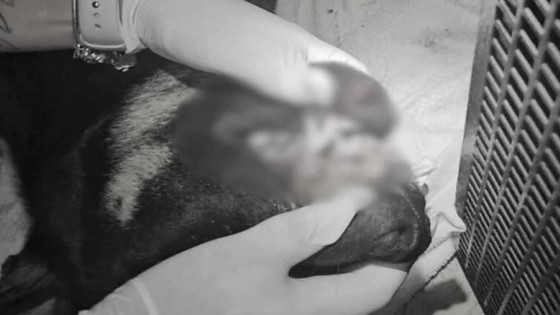 Animal foi jogado em rio e depois arremessado do alto de um prédio