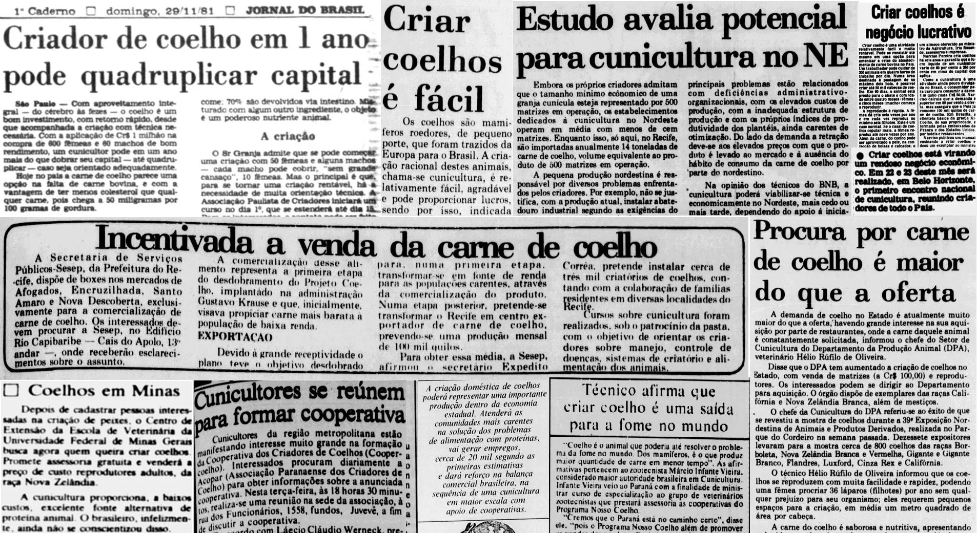 Recortes de jornais de várias regiões do Brasil na década de 1980 mostram aumento do interesse pela criação de coelho