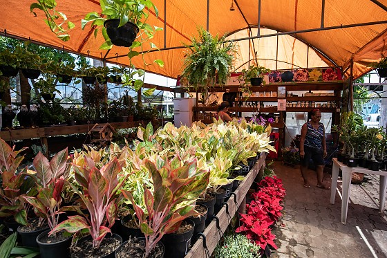 Festival no Porto vende plantas já adaptadas ao calor de Cuiabá