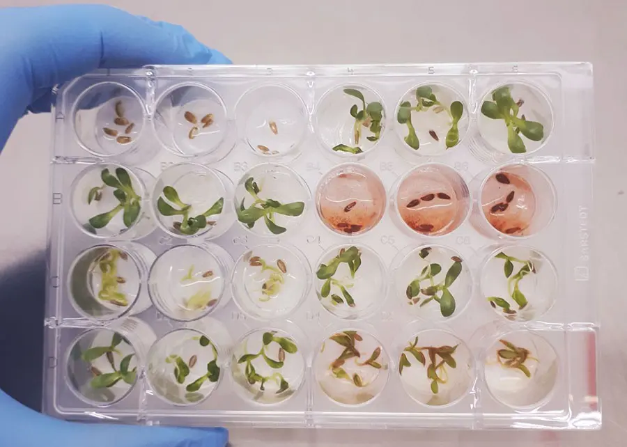 Ensaio mostra extrato bruto do fungo Fusarium (em vermelho) inibindo a germinação de sementes de dicotiledônea