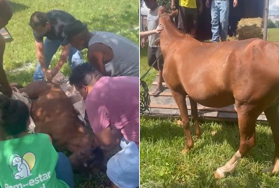 O equino será medicado para alívio de dor e, na sequência, encaminhado para avaliação de um médico veterinário