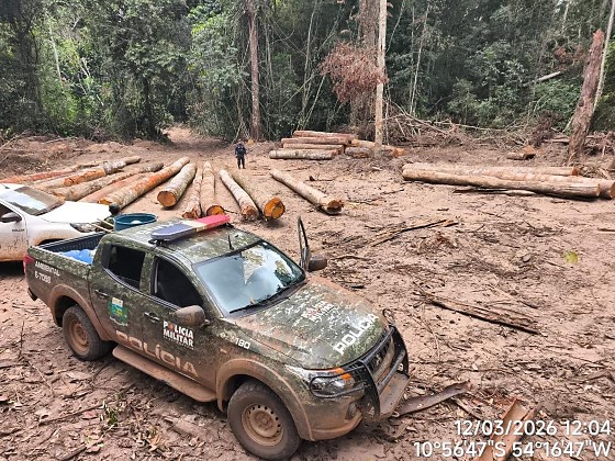 174 metros cúbicos de madeira ilegal foram apreendidos