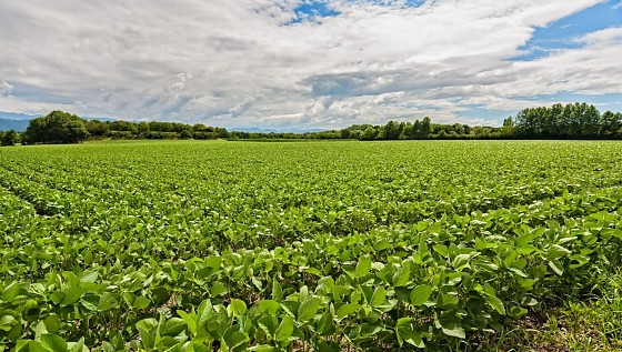 Durante os próximos 180 dias, todas as ações de cobrança e execuções contra o grupo ficam suspensas.