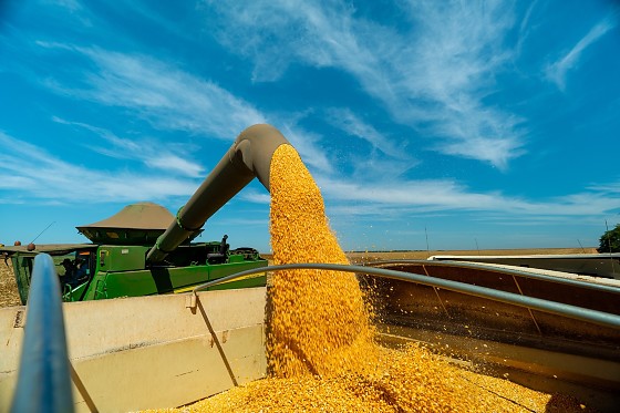 Mato Grosso figura hoje como o principal produtor de milho e de etanol de milho do país