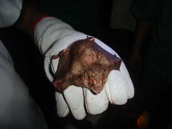 A raiva em bovinos é transmitida pela mordida de morcegos hematófagos. Ao infectar, leva o animal à morte.