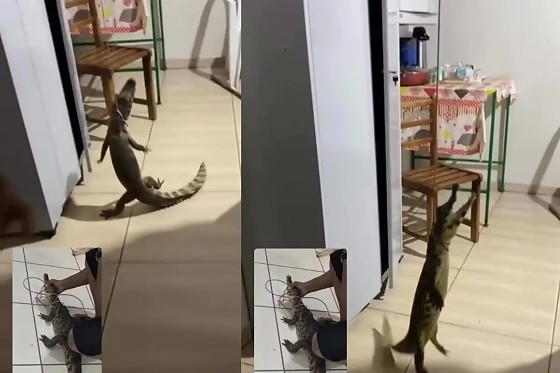 O animal foi avistado por volta das 19h30 na área interna da unidade. O vídeo divulgado pela enfermeira Miriam Avelino mostra o jacaré já contido, mas ainda agitado, em um ambiente de circulação de servidores.