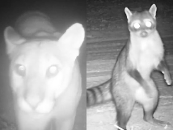 Projeto de monitoramento flagra desde onças até pequenos roedores em momentos inusitados