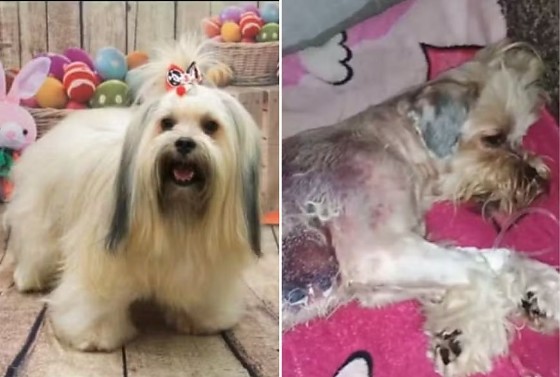 A suspeita é de que Ted tenha sido esquecido dentro da máquina de secagem, causando queimaduras severas em praticamente todo o corpo