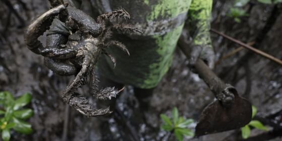 Caranguejos-uçá são capturados em manguezais do Paraná